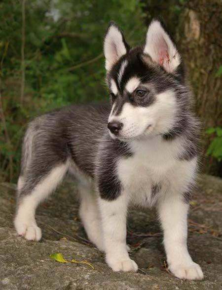 Husky cachorro para su aprobación .