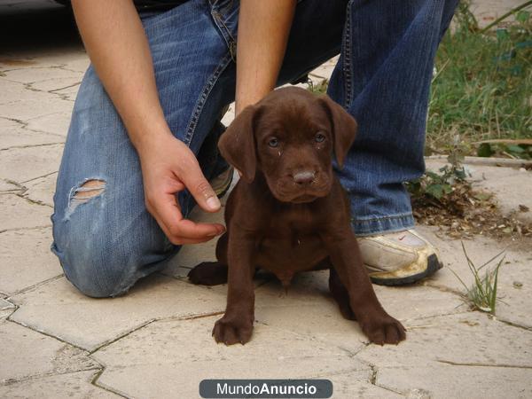 labrador chocolate cachorros 450€