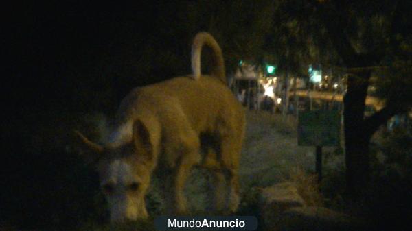 SE BUSCA PODENCO PERDIDO