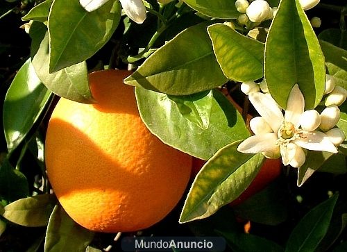 VENDO NARANJAS MUY BARATAS