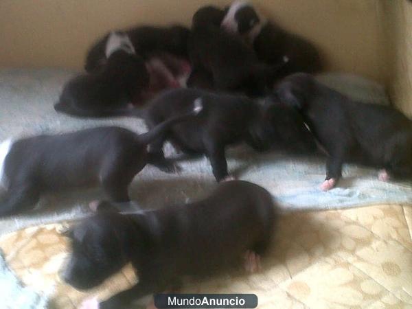 vendo pitbulls