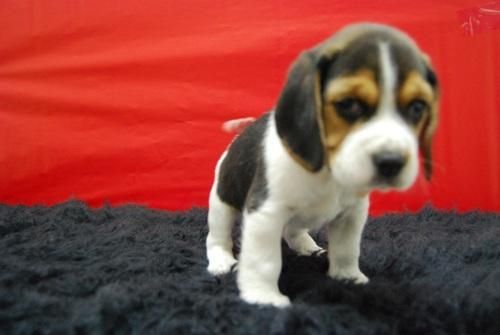 cachorrines de beagle 2 meses- calidad garantizada.