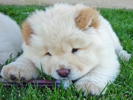 Cachorritas Chow Chow