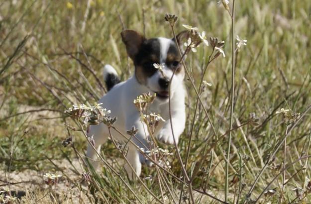 Cachorros de Jack Russell