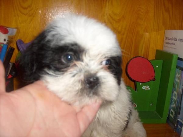 cachorros de shih tzu