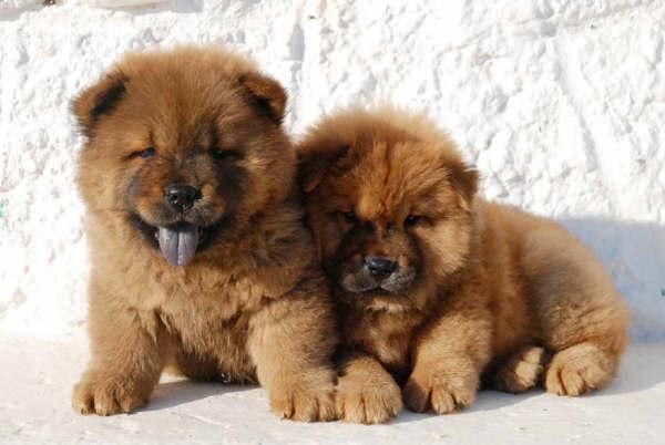 Camada de Chow-chow, espectaculares