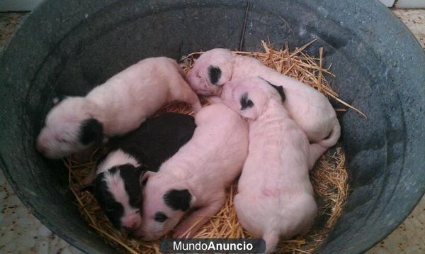 SE VENDEN CACHORROS BULL TERRIER