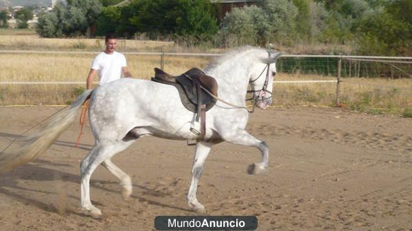 CARTUJANO CASTRADO 6 AÑOS MUY MONTADO