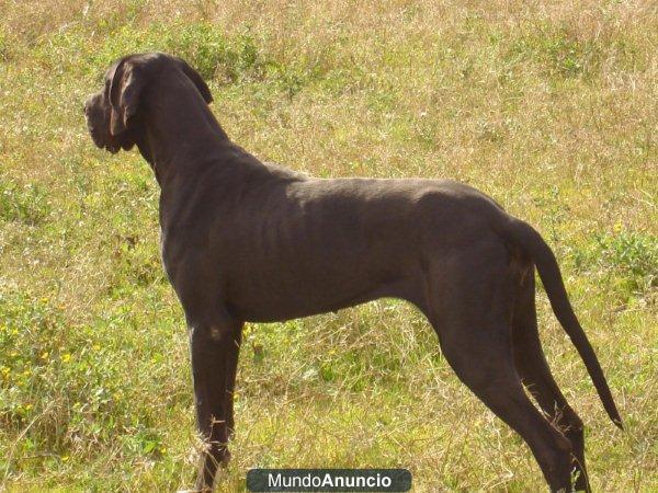 Preciosa cachorrita de Dogo Alemán