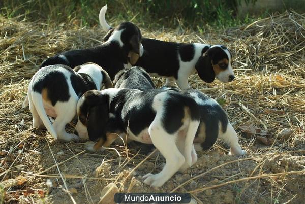 Beagles Adorablesn cachorros machos y hembras