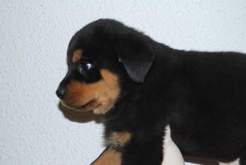 CACHORROS DE ROTWEILLER MUY BIEN FORMADOS Y EQUILIBRADOS