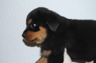 CACHORROS DE ROTWEILLER MUY BIEN FORMADOS Y EQUILIBRADOS - mejor precio | unprecio.es