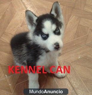 Excelente camada de husky siberiano