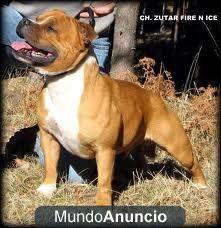 impresionante camada de staffordshire bull terrier rojos