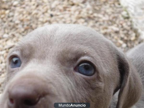 Preciosos Cachorros de Braco de Weimar