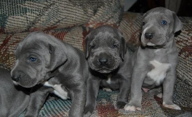 Ultimas cachorras gran danes azul