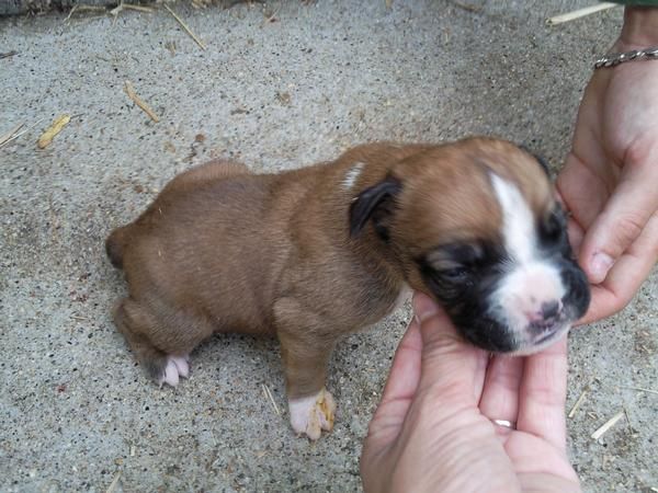 Ultimos cachorros boxer