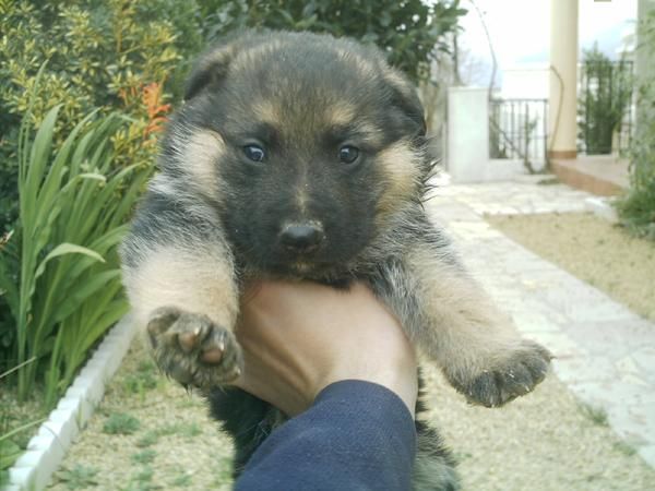 Vendo cachorro Pastor Alemán