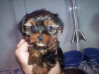 YORKSHIRES TERRIER PERROS MINIATURA - mejor precio | unprecio.es