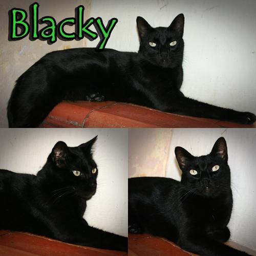 BLACKY, un panterita que busca hogar y familia que lo quiera.