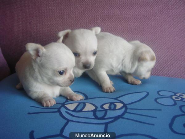 cachorritos de chihuahuas blancos