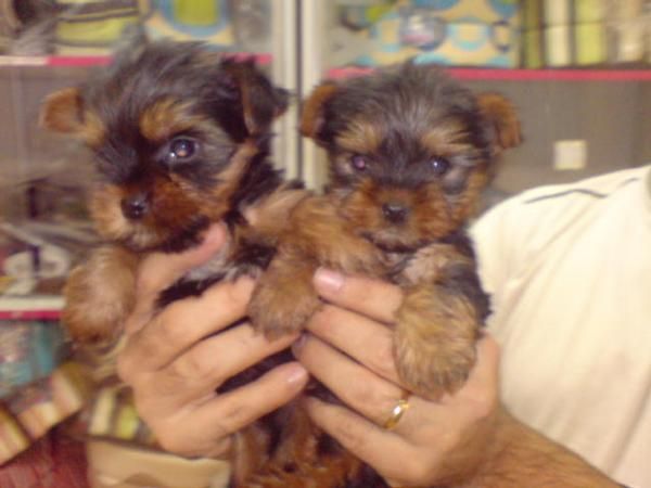 CACHORROS DE YORKSHIRE, PRECIOSOS 530 EUROS