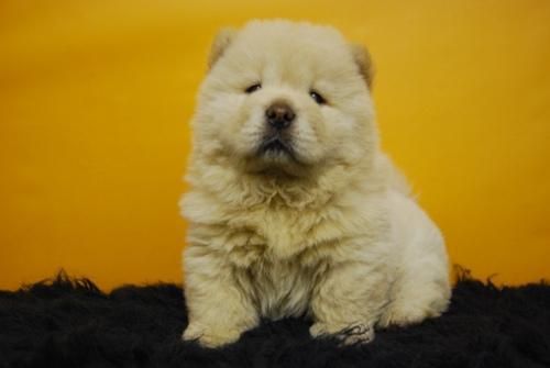 camada de chow, en color blanco, CHOWS CHOWS EN VENTA