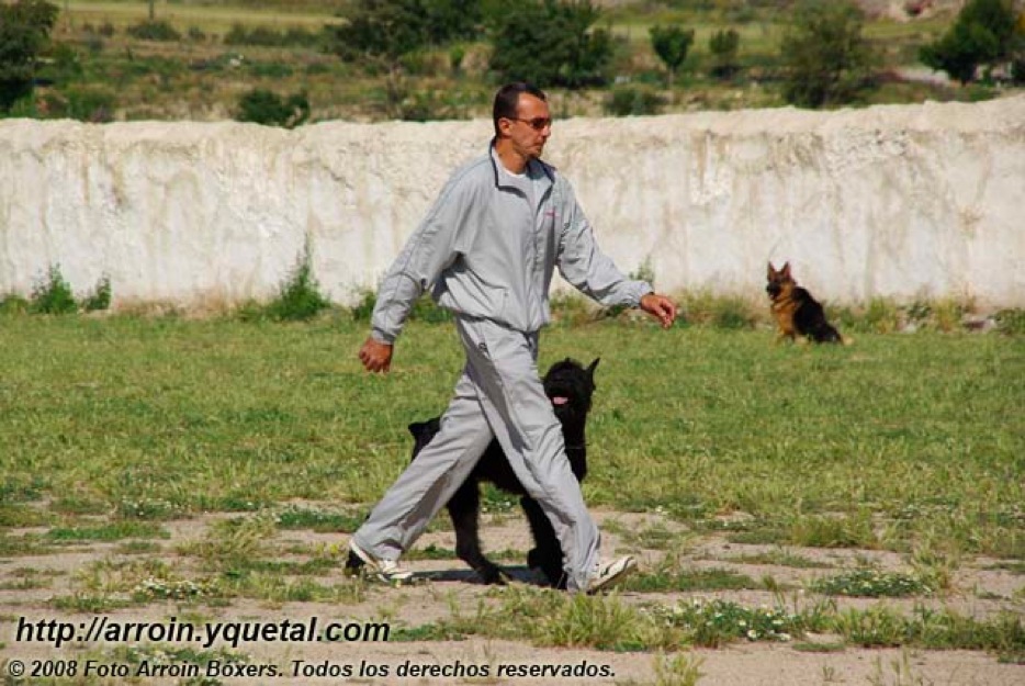 Educador, adiestrador y terapeuta emocional canino