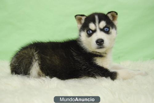 Husky siberiano, cachorritos de dos meses , www.doogs.es