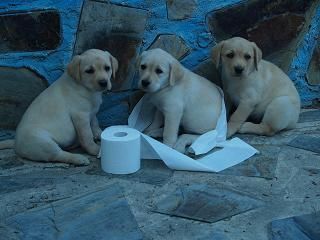 IMPRESIONANTES LABRADORES