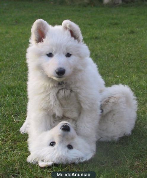 Preciosos Cachorros Pastor Blanco Suizo