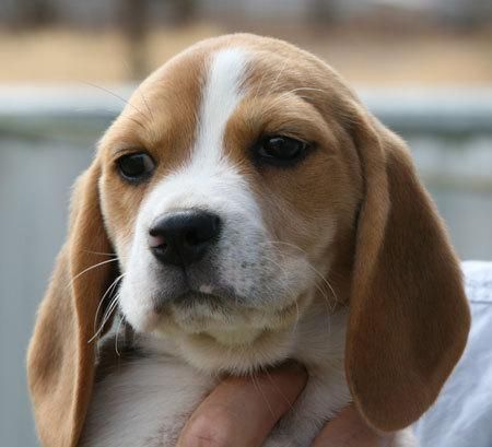 vendo beagle de 4 años.  el perro esta enseñado a estar dentro de casa cuando quiere hacer sus necesidades ladra para qu