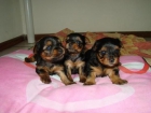 WESTY, LABRADOR, COCKER INGLES ,CANICHE TOY, YORKSHIRE TERRIER ENANO Y TOY - mejor precio | unprecio.es