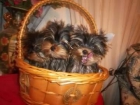 yorkshire terrier cachorritos de calidad 390 e pequeñitos machos y hembras - mejor precio | unprecio.es