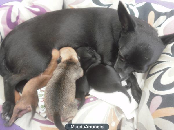 Vendo chihuahuas machos pequeños