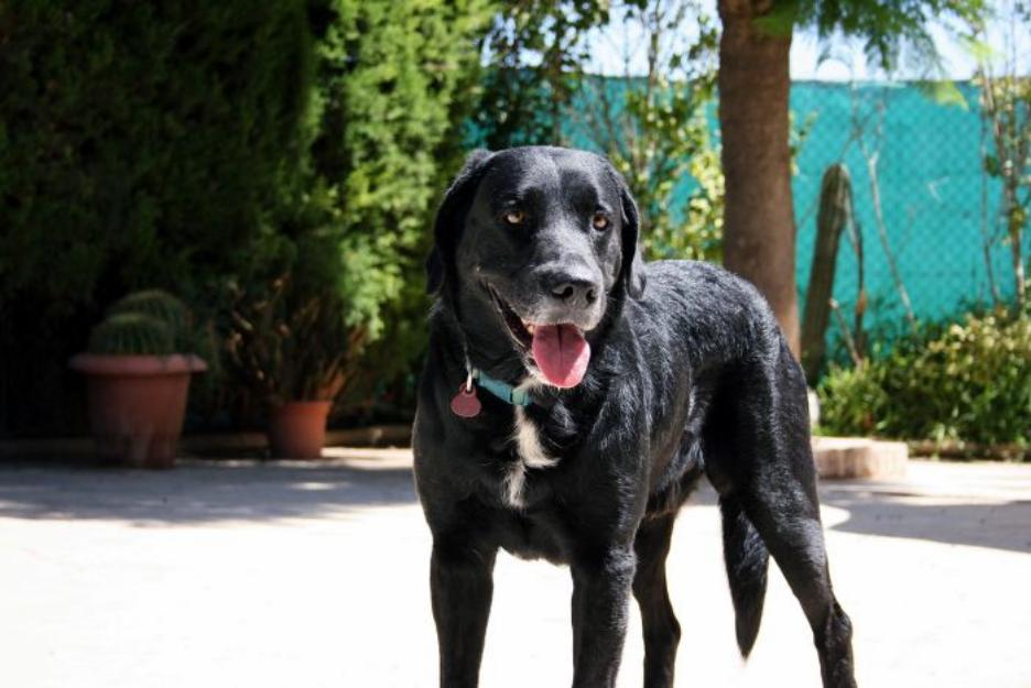 ZULÚ, cruce de labrador en adopción