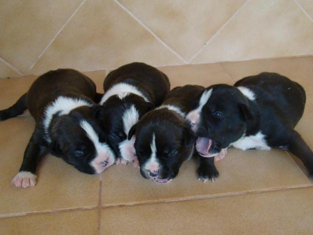 AMERICAN STAFFORDSHIRE TERRIER CACHORROS Y MONTAS