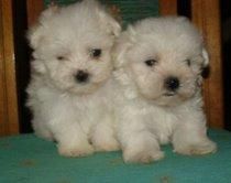 BICHON  MALTES  MINI    515 c/u