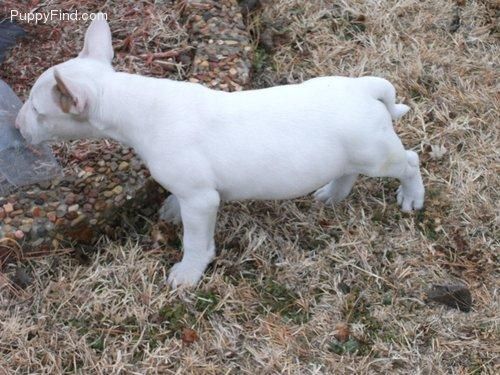 Cachorros bull terrier de pura raza a unos precios muy buenos.