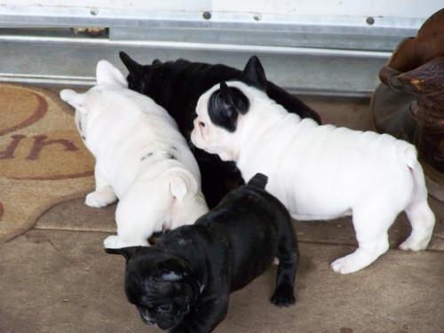 hermosos machos y hembras cachorros bulldog francés