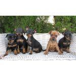 Pinscher Mini,preciosos cachorritos