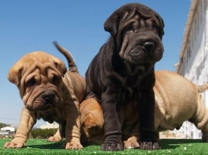 Shar-pei,impresionantes cachorros