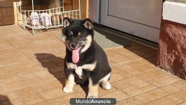 Shiba inu camada de calidad para entregar a 1 hora de madrid criadero.