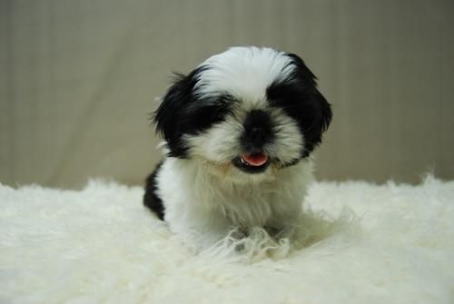 ShihTzu Excelentes Cachorros con 2 Meses - Nueva Camada