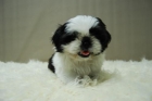 ShihTzu Excelentes Cachorros con 2 Meses - Nueva Camada - mejor precio | unprecio.es