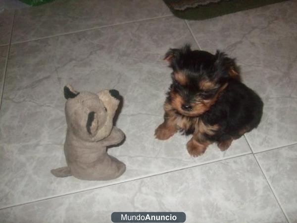 YORKSHIRE TERRIER