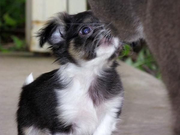 Abrigo Largo-Cachorros De Chihuahua