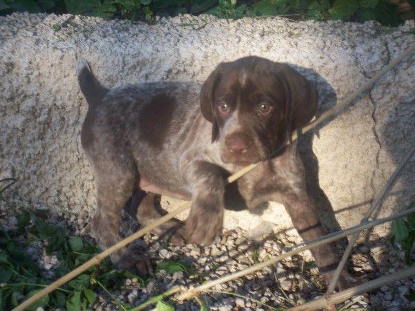 BRACO ALEMAN me gustaria una cachorrita (hembra) por que tenia una y se me a desaparecido