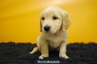 Cachorritos de Golden en madrid, disfruta de las ventajas de un criadero - mejor precio | unprecio.es