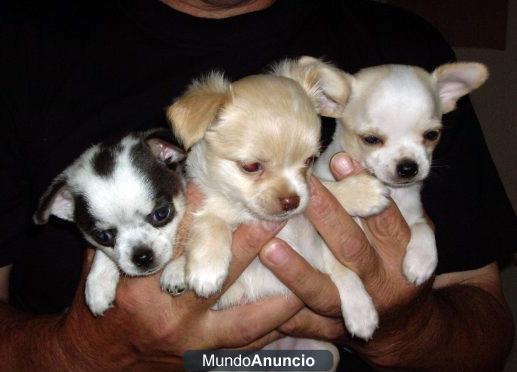 Cachorros chihuahua pedigree 490€ c/u